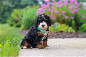 Stan - puppy for sale