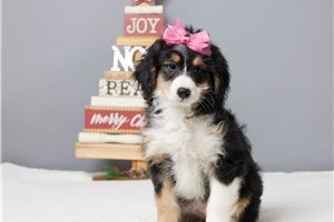Charlotte - Bernedoodle, Mini for sale
