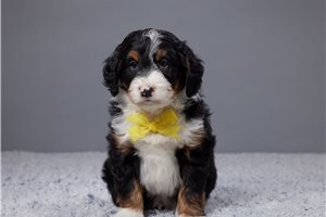 Fabian - puppy for sale