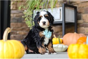 Arnold - Bernedoodle, Mini for sale