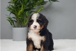 Hayes - Bernedoodle, Mini for sale
