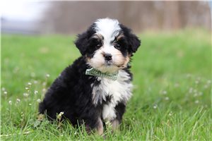 Hamlet - Bernedoodle, Mini for sale