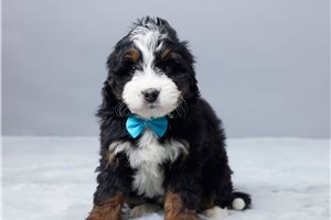 Damien - Bernedoodle, Mini for sale