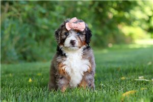 Amy - puppy for sale