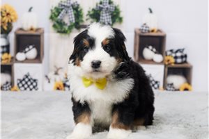 Ranger - Bernedoodle, Mini for sale