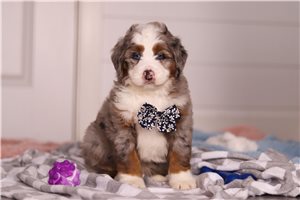 Goliath - puppy for sale