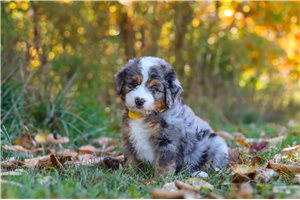 Carl - puppy for sale