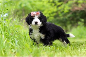 Lark - puppy for sale
