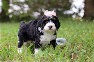 Tyra - Bernedoodle, Mini for sale