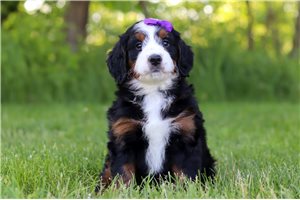 Kuma - Bernedoodle, Mini for sale