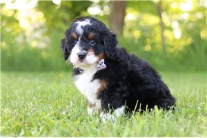 Kylan - Bernedoodle, Mini for sale