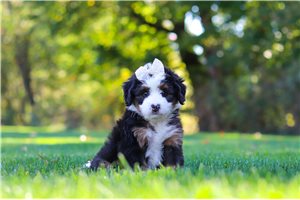 Bailey - puppy for sale