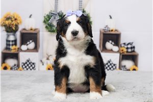 Raina - Bernedoodle, Mini for sale