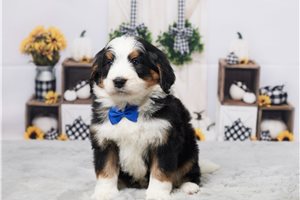 Randall - puppy for sale