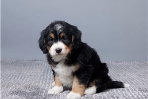 Betsy - puppy for sale