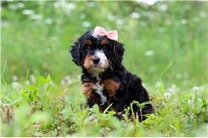 Trixie - puppy for sale