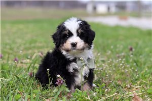 Henri - puppy for sale