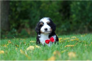 Ziggy - Bernedoodle, Mini for sale