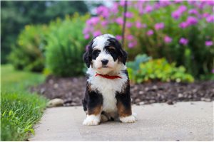 Snoop - puppy for sale