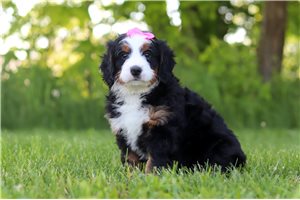 Kylee - Bernedoodle, Mini for sale