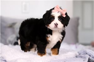 Gracie - puppy for sale