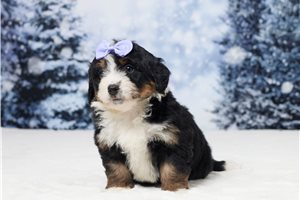 Evangeline - puppy for sale