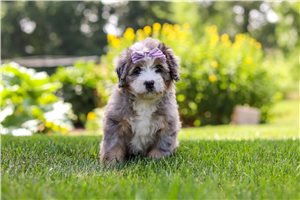 Ivy - Bernedoodle, Mini for sale