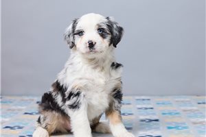 Felicity - puppy for sale
