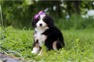 Loren - Bernedoodle, Mini for sale