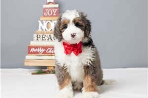 Dylan - Bernedoodle, Mini for sale