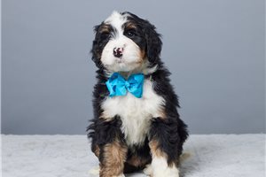Noland - Bernedoodle, Mini for sale