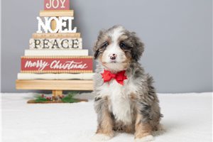 David - puppy for sale