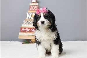 Camila - Bernedoodle, Mini for sale