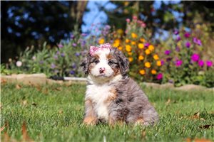 Brenna - puppy for sale