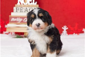 Maria - Bernedoodle, Mini for sale