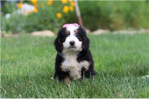 Monika - puppy for sale