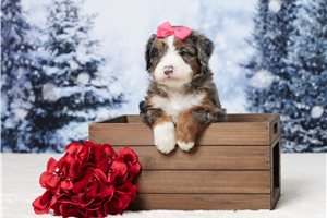Delilah - Bernedoodle, Mini for sale