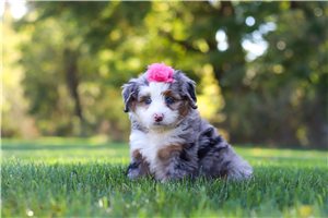 Bernice - puppy for sale