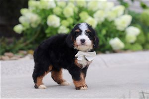 Missy - Bernedoodle, Mini for sale