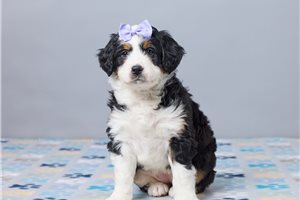 Fauna - puppy for sale