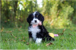 Wren - puppy for sale
