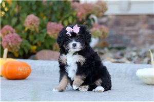 Callie - puppy for sale