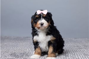 Betty - puppy for sale