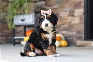 Apple - puppy for sale