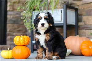 Amos - puppy for sale