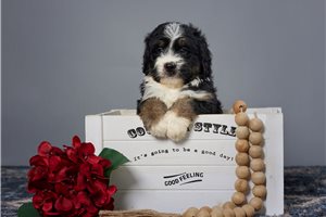 Preston - Bernedoodle, Mini for sale