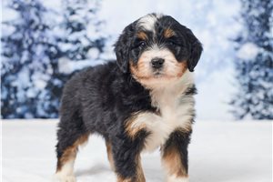 Noelle - Bernedoodle, Mini for sale