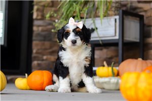 Allison - puppy for sale