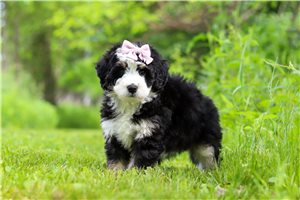 Luciana - Bernedoodle, Mini for sale