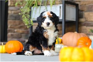 Ariella - Bernedoodle, Mini for sale